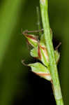 Fibrousroot sedge